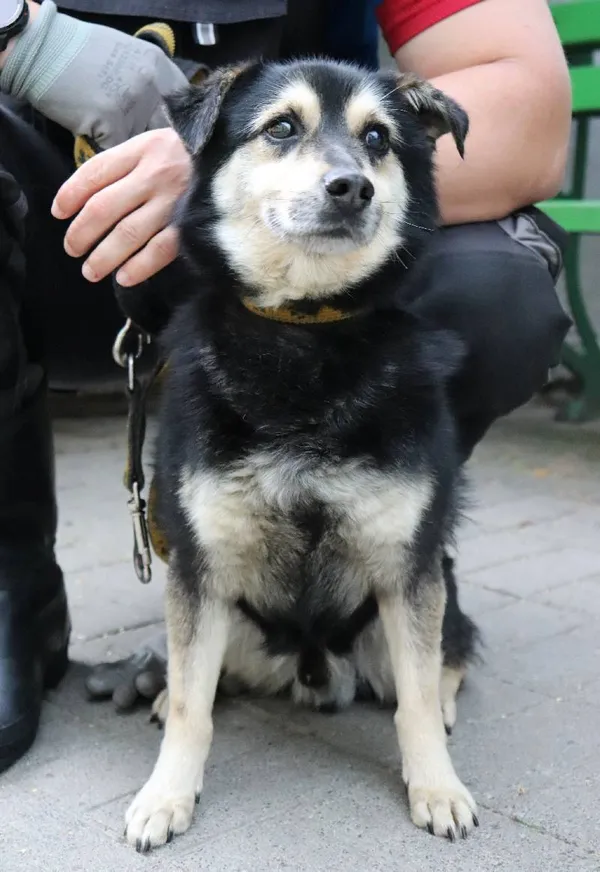 Znaleziono psa, Łódź, 16 czerwca 2024 (1/3)