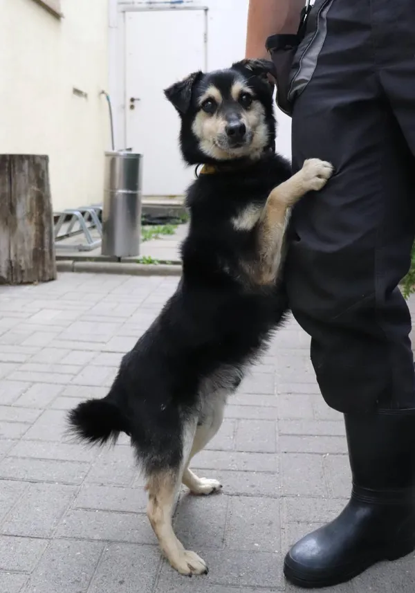 Znaleziono psa, Łódź, 16 czerwca 2024 (2/3)