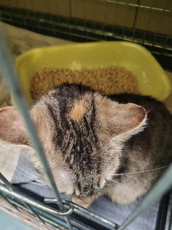 Znaleziono kota, Łódź, 16 czerwca 2024 (4/4)