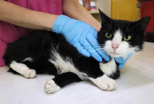 Znaleziono kota, Łódź, 15 czerwca 2024 (2/2)