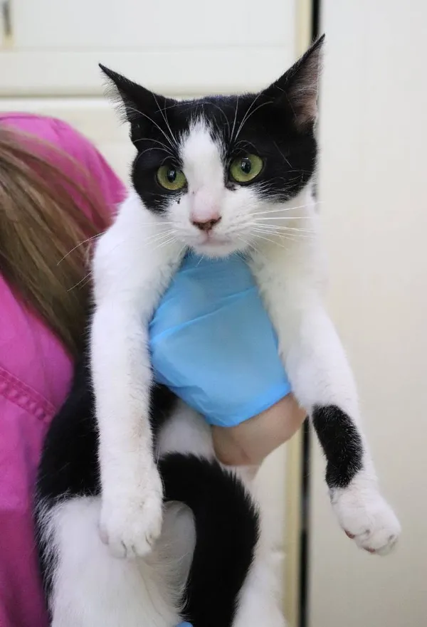 Znaleziono kota, Łódź, 15 czerwca 2024 (1/2)