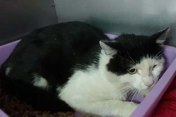 Znaleziono kota, Gdańsk, 16 czerwca 2024