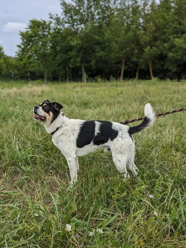 Pies do adopcji, Radom, 16 czerwca 2024 (5/5)