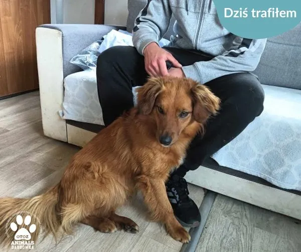 Znaleziono psa, Dąbrówka, 16 czerwca 2024 (1/2)