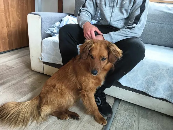 Znaleziono psa, Dąbrówka, 16 czerwca 2024 (2/2)