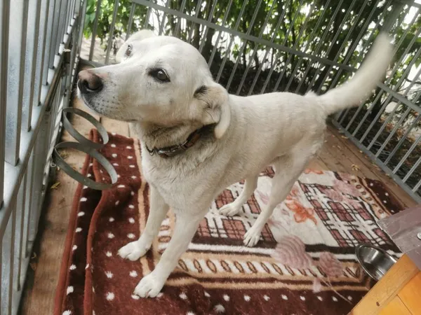 Pies do adopcji, Radom, 10 czerwca 2024