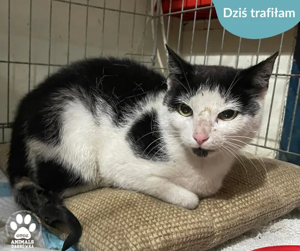 Znaleziono kota, Dąbrówka, 13 czerwca 2024 (2/2)