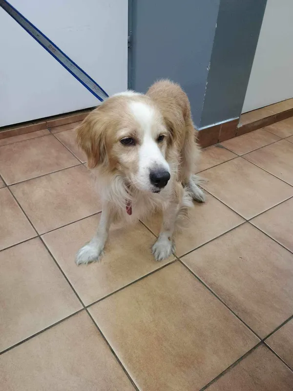 Znaleziono psa, Sosnowiec, 15 czerwca 2024