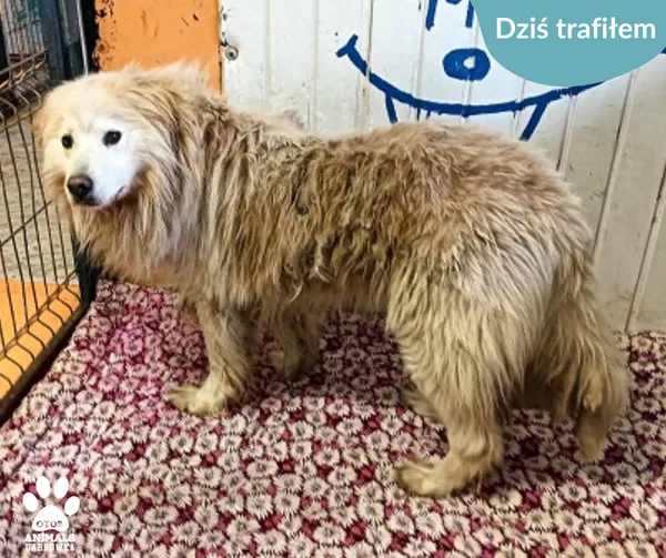 Znaleziono psa, Dąbrówka, 15 czerwca 2024 (2/2)