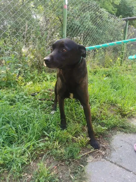 Pies do adopcji, Radom, 8 czerwca 2024