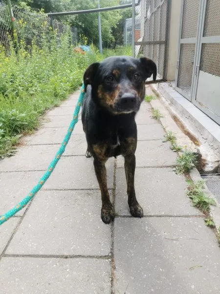 Pies do adopcji, Radom, 2 czerwca 2024