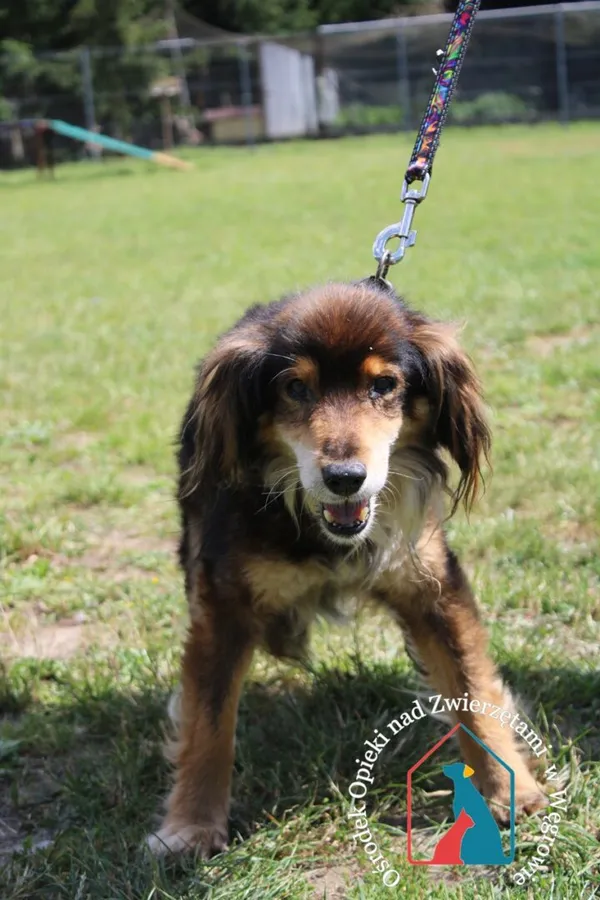 Pies do adopcji, Węgrowo, 12 czerwca 2024