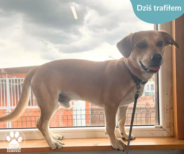 Znaleziono psa, Dąbrówka, 13 czerwca 2024 (2/2)