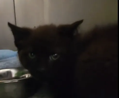 Kot do adopcji, Radom, 16 czerwca 2024