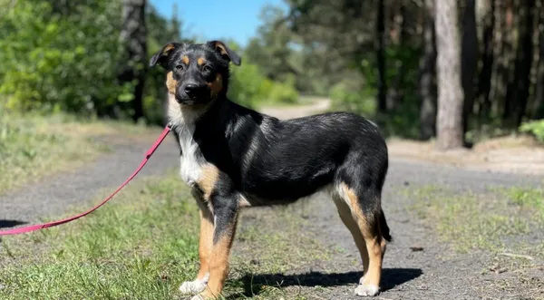 Pies do adopcji, Pieczyska, 16 czerwca 2024 (1/5)