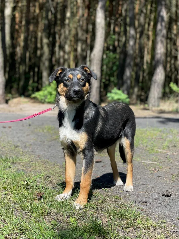 Pies do adopcji, Pieczyska, 16 czerwca 2024 (3/5)