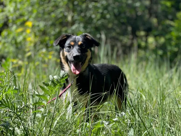 Pies do adopcji, Pieczyska, 16 czerwca 2024 (4/5)