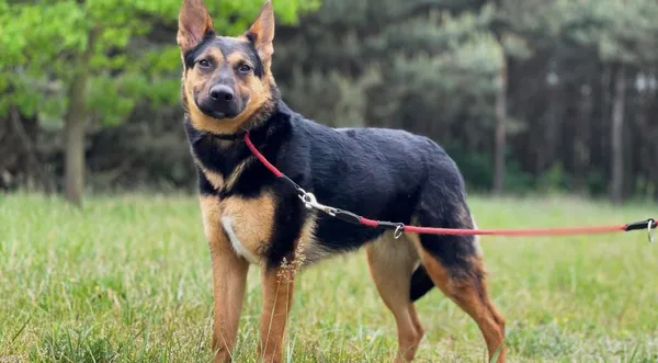 Pies do adopcji, Pieczyska, 16 czerwca 2024 (1/5)