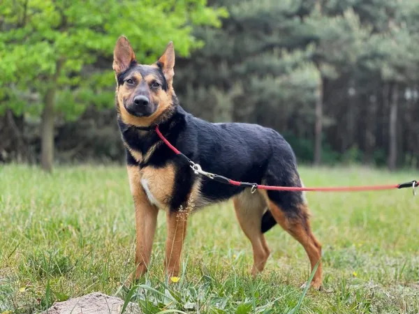 Pies do adopcji, Pieczyska, 16 czerwca 2024 (2/5)