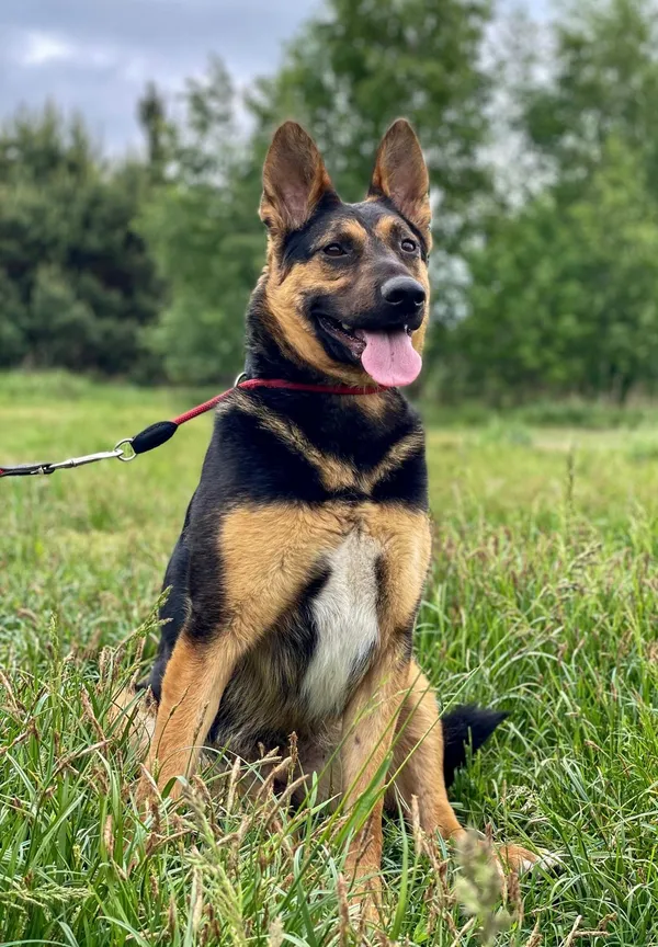 Pies do adopcji, Pieczyska, 16 czerwca 2024 (3/5)