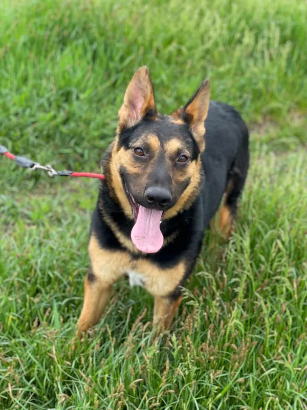 Pies do adopcji, Pieczyska, 16 czerwca 2024 (4/5)