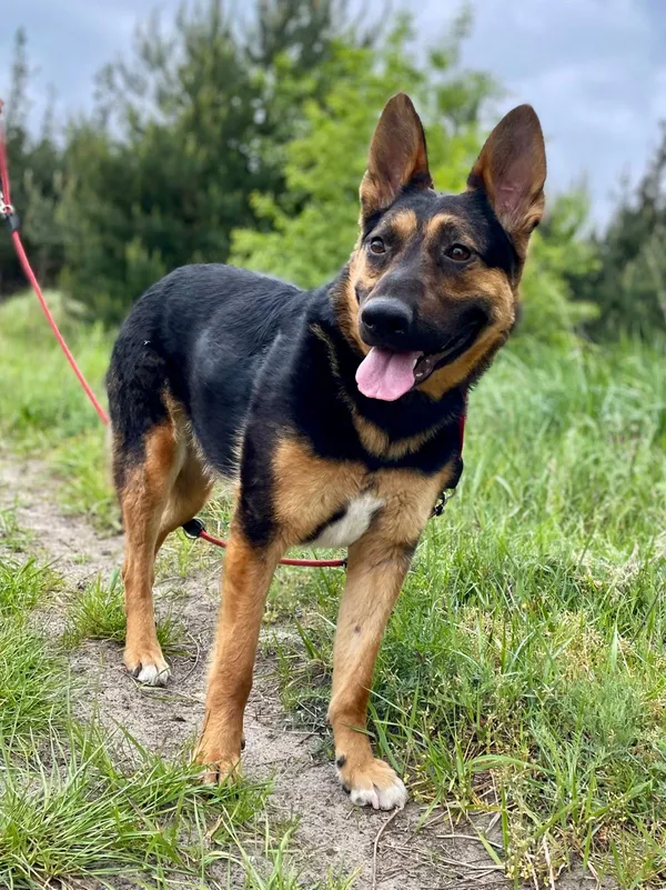 Pies do adopcji, Pieczyska, 16 czerwca 2024 (5/5)