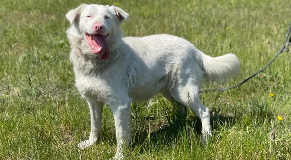 Pies do adopcji, Pieczyska, 16 czerwca 2024 (1/5)