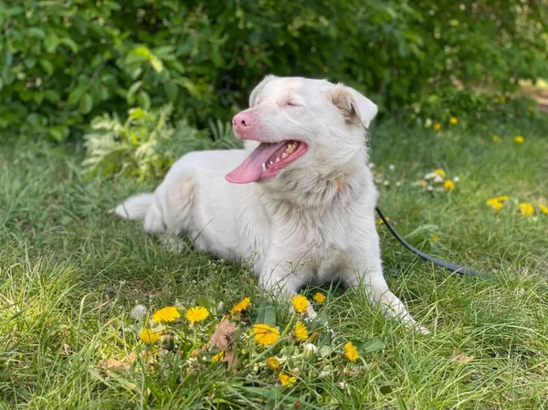 Pies do adopcji, Pieczyska, 16 czerwca 2024 (2/5)