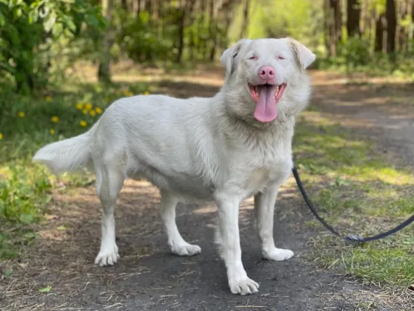 Pies do adopcji, Pieczyska, 16 czerwca 2024 (3/5)