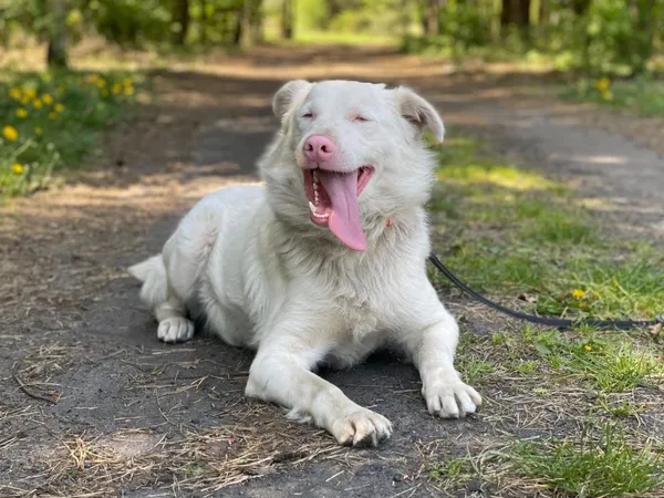 Pies do adopcji, Pieczyska, 16 czerwca 2024 (4/5)