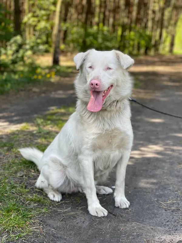 Pies do adopcji, Pieczyska, 16 czerwca 2024 (5/5)