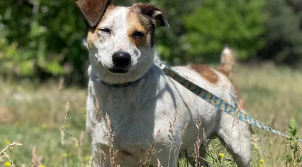 Pies do adopcji, Pieczyska, 16 czerwca 2024 (1/5)