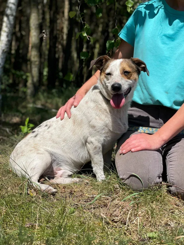 Pies do adopcji, Pieczyska, 16 czerwca 2024 (2/5)