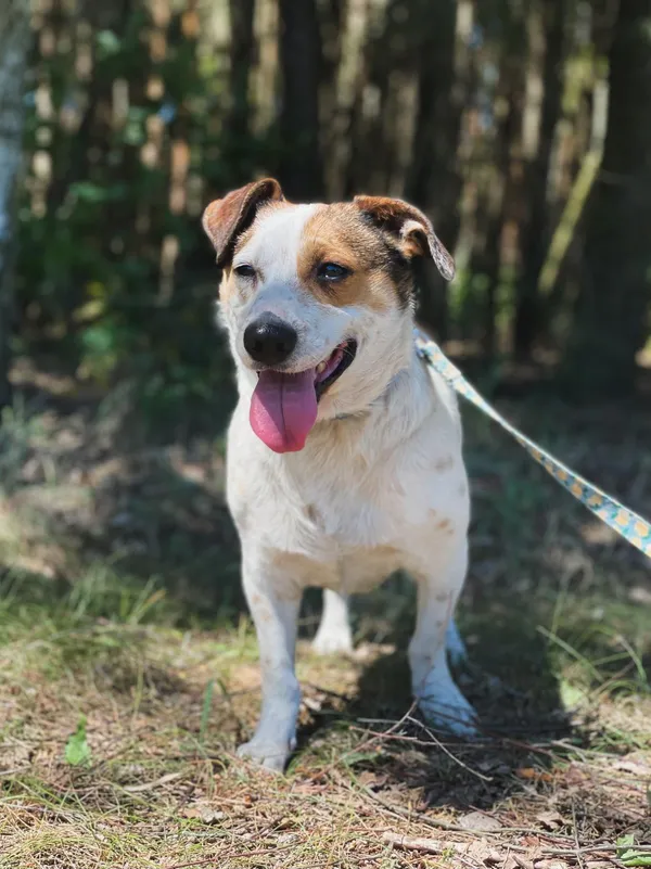 Pies do adopcji, Pieczyska, 16 czerwca 2024 (4/5)