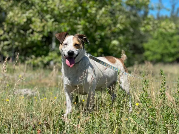 Pies do adopcji, Pieczyska, 16 czerwca 2024 (5/5)