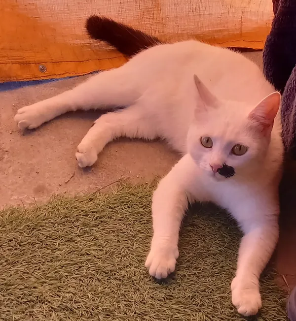 Znaleziono kota, Droszków, 17 czerwca 2024