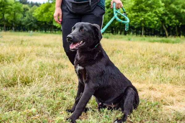 Pies do adopcji, Radom, 17 czerwca 2024 (2/5)