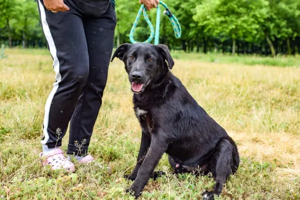 Pies do adopcji, Radom, 17 czerwca 2024 (3/5)