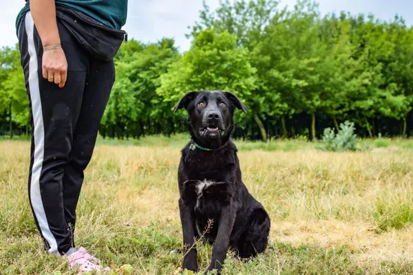 Pies do adopcji, Radom, 17 czerwca 2024 (4/5)