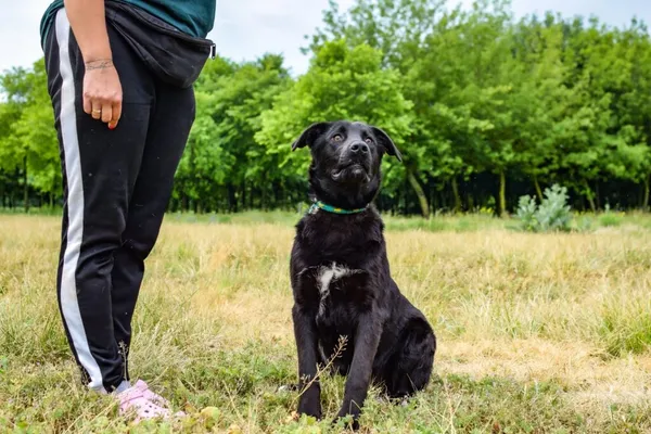 Pies do adopcji, Radom, 17 czerwca 2024 (5/5)