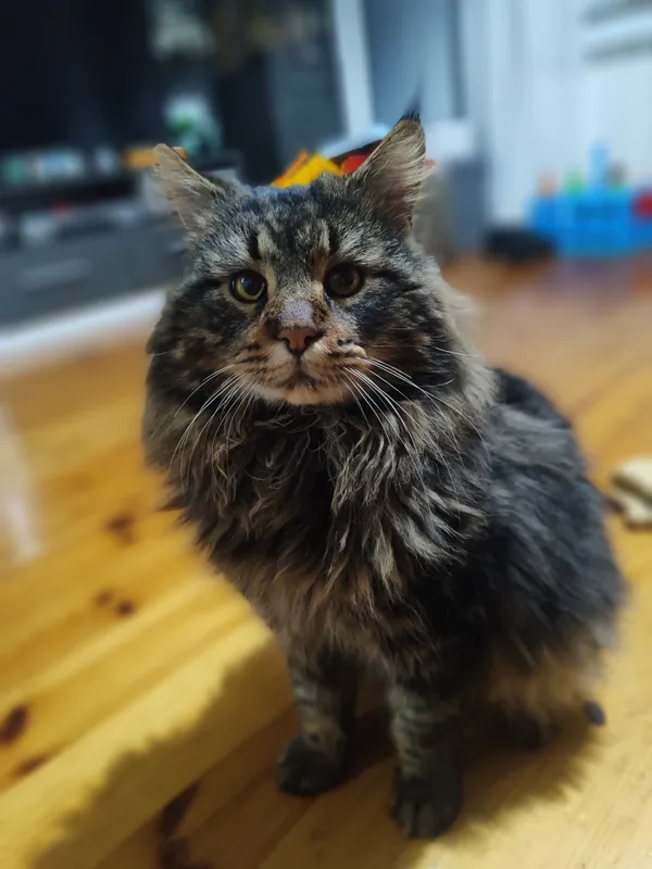 Zaginął kot, Krężnica Okrągła, 17 czerwca 2024 (1/2)