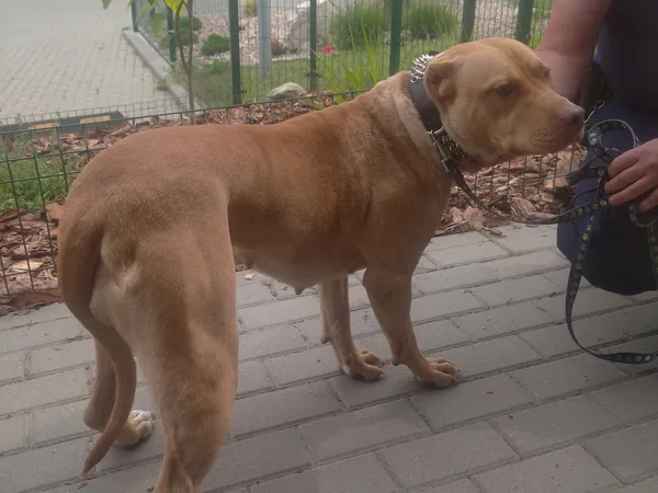 Znaleziono psa, Bydgoszcz, 14 czerwca 2024