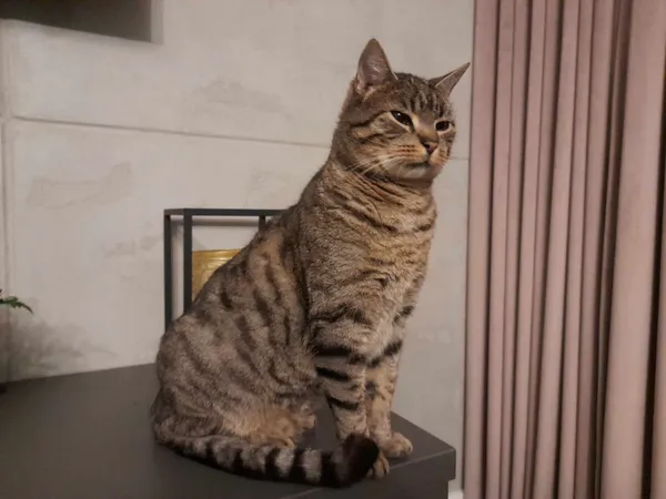 Zaginął kot, Łódź, 17 czerwca 2024