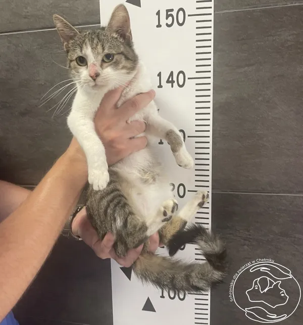 Znaleziono kota, Chełmek, 16 czerwca 2024