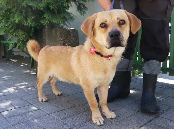 Znaleziono psa, Łódź, 16 czerwca 2024 (1/2)