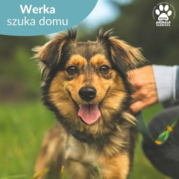 Pies do adopcji, Dąbrówka, 17 czerwca 2024 (1/5)