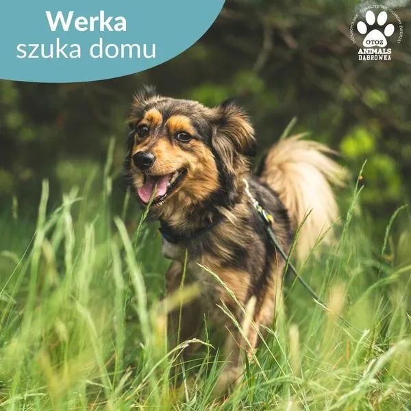 Pies do adopcji, Dąbrówka, 17 czerwca 2024 (3/5)