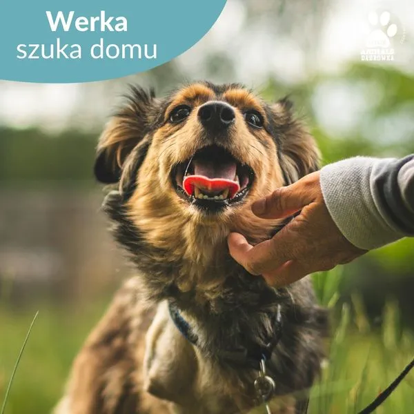 Pies do adopcji, Dąbrówka, 17 czerwca 2024 (4/5)