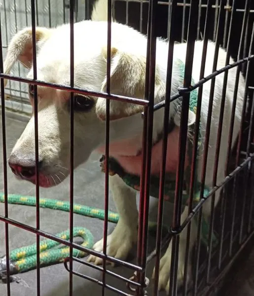 Znaleziono psa, Radom, 14 czerwca 2024