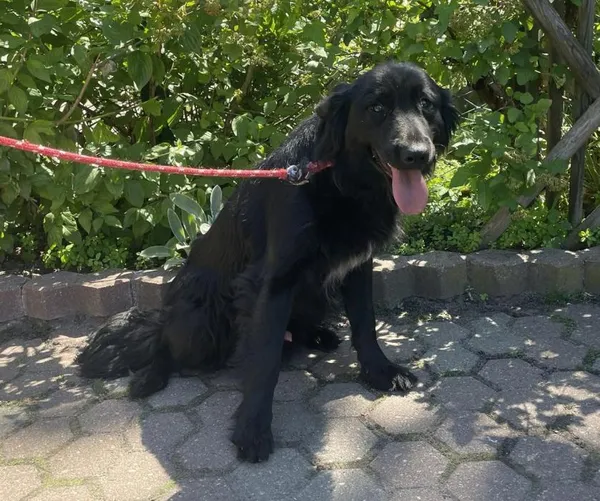 Znaleziono psa, Toruń, 17 czerwca 2024